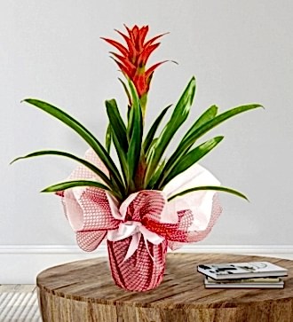 Guzmanya - Guzmania