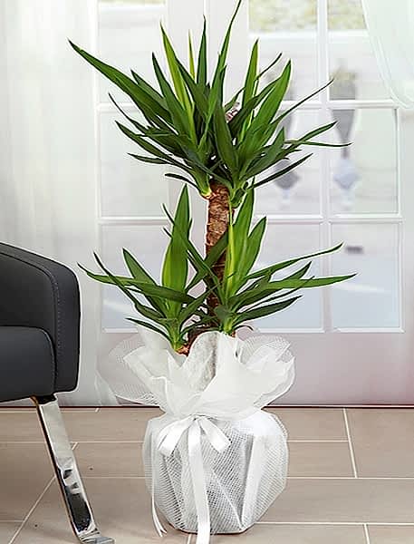 Yukka Saksı Çiçeği (2 li )