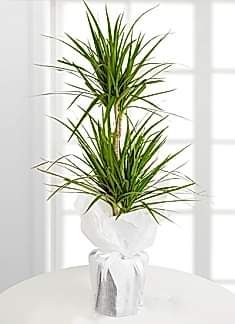 Dracena Marginata 2 Li