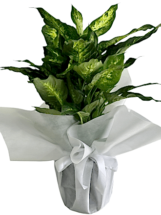  Difenbahya - Dieffenbachia