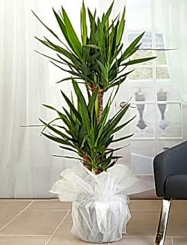  Yukka Saksı Çiçeği 3 lü (Yucca)